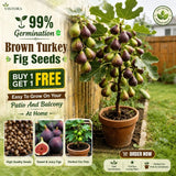 🏆💥 Buy 1 Get 1 Free 💥 🌱99% Germination🌿Brown Turkey Fig Seeds 35697