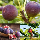Fig Tree Seeds with plant growth 205