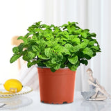 🌿 Mint Seeds – Fresh, Healthy & Easy to Grow | 🔥Buy 1 Get 1 Free🔥 35697